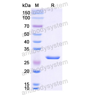 Recombinant Human CNTFR, N-His