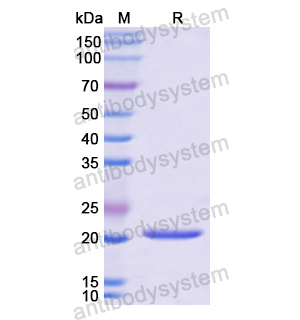 Recombinant Human PON1, N-His