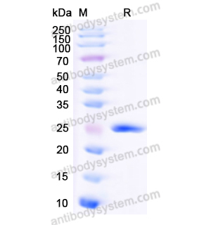 Recombinant Human CBLIF, N-His