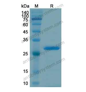 Recombinant Human MAP4, N-His