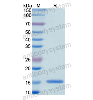 Recombinant Human CFP, N-His