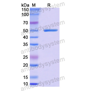 Recombinant Human POLD1, N-GST