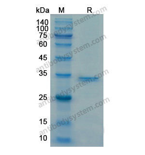 Recombinant Human CD34, N-His