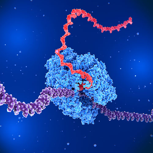 CD3E & CD3G蛋白，ACROBiosystems百普赛斯