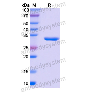 Recombinant Human CD1b, N-His