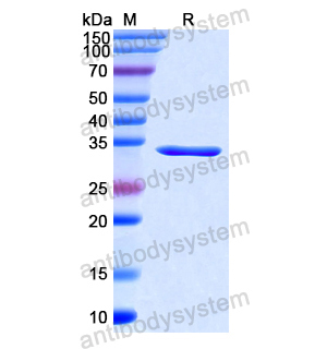 Recombinant Human CD1c, N-His