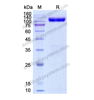 Recombinant Human EPHA3, C-Fc