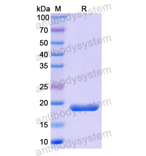 Recombinant Human CRABP2, N-His