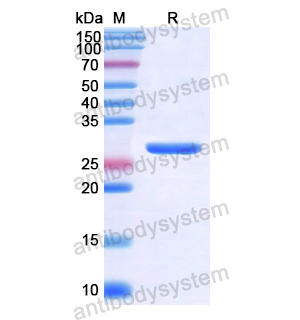 Recombinant Human COL4A5, N-His