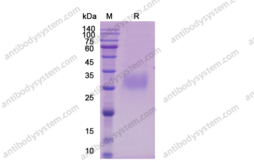 Recombinant Human IL12A/IL-12 p35/NKSF1, C-Strep