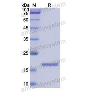 Recombinant Human CRABP1, N-His