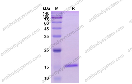 Recombinant Human CD154/CD40LG/TNFSF5, C-His