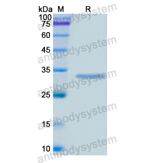 Recombinant Human MARCKS, N-His