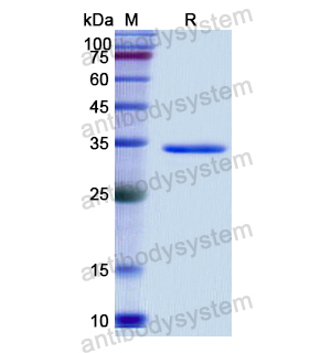 Recombinant Human AQP1, N-GST