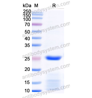 Recombinant Human BLVRB, N-His