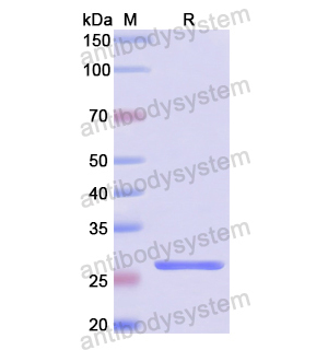 Recombinant Human PRDX3, N-His