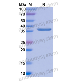 Recombinant Human CD6, N-His