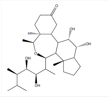 表油菜素内酯