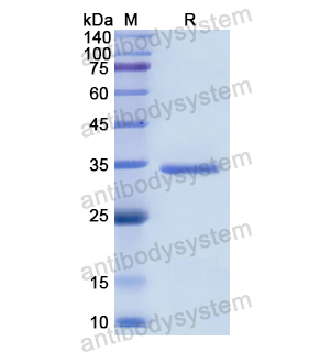 Recombinant Human CCND3, N-His