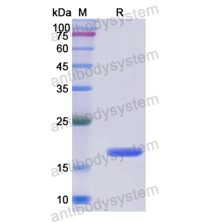 Recombinant Human PPIF, N-His