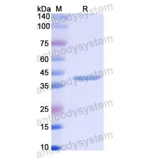 Recombinant Human GNRHR, N-GST