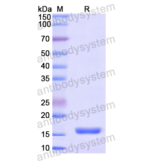 Recombinant Human SDC4, N-His