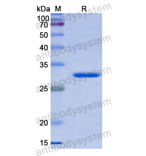 Recombinant Human SFN, N-His