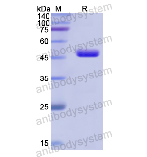 Recombinant Human HPD, N-His