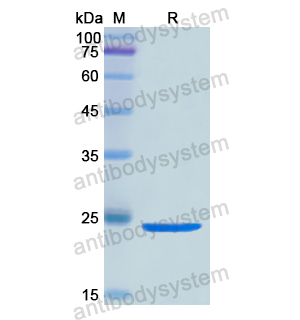 Recombinant Human STX2, N-His