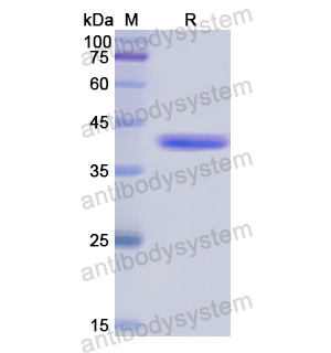 Recombinant Human DSG3, N-GST