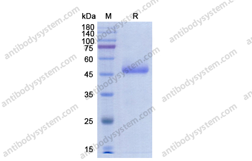 Recombinant Human CD70, N-Fc