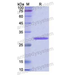 Recombinant Human CD144/CDH5, N-His