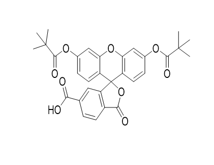 5’-Fluorescein (6-FAM)