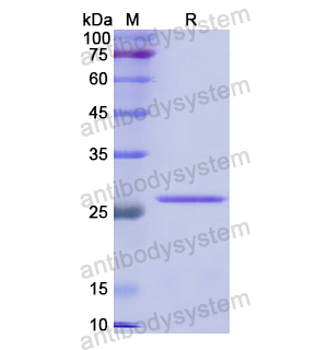 Recombinant Mouse CD80/B7-1, C-His & GPI