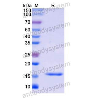 Recombinant Human RNASE4, N-His