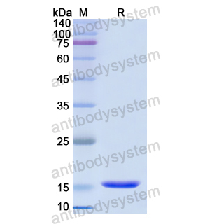 Recombinant Human NTF4, N-His