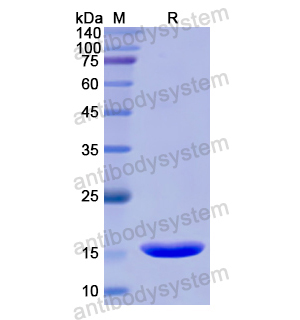 Recombinant Human CD362/SDC2, N-His