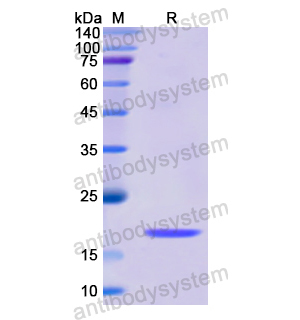 Recombinant Human BMP8B, N-His