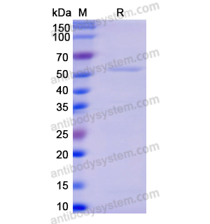 Recombinant Human SHMT2, N-His