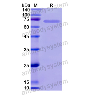 Recombinant Human HSPA1L, N-His