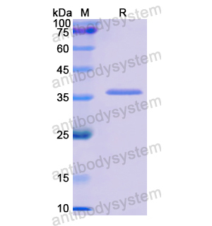 Recombinant Human GPC1, N-His