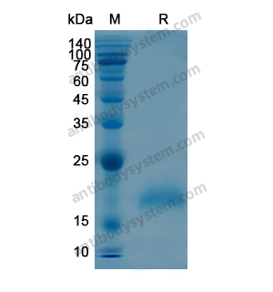 Recombinant Human BTC, N-His