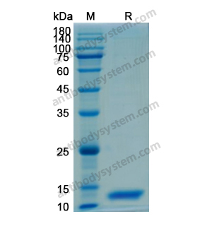 Recombinant Human IL13, N-His