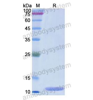 Recombinant Human PHB, N-His