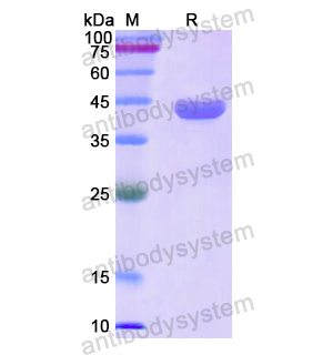 Recombinant Human SERPINB6, N-His