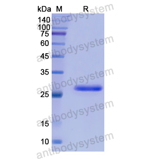 Recombinant Human NF2, N-His