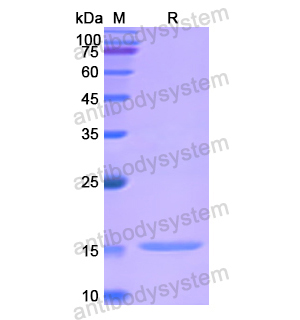 Recombinant Human ADM, N-His