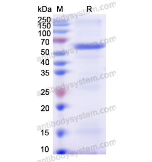 Recombinant Human THBS4, N-GST