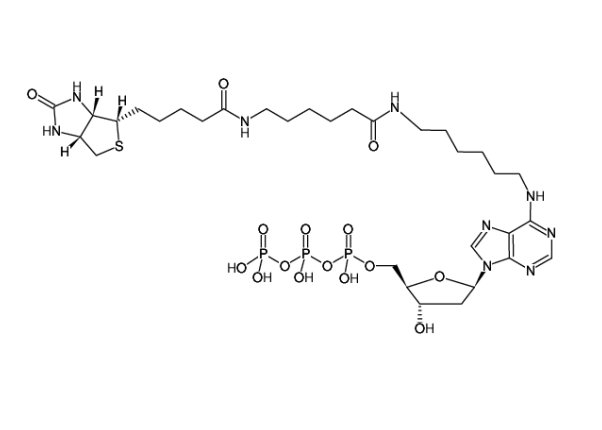 Biotin-14-dATP