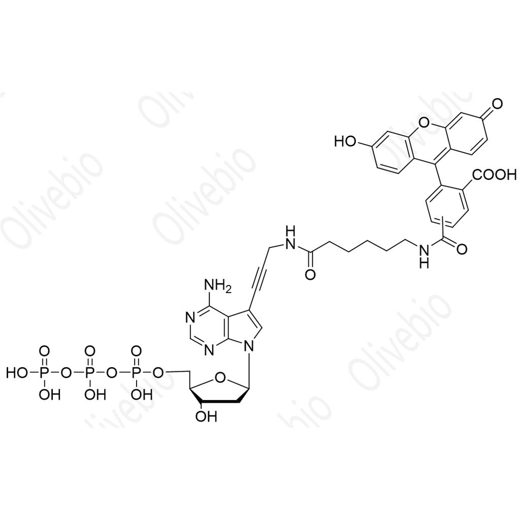 FAM标记脱氧腺苷三磷酸；FAMDATP